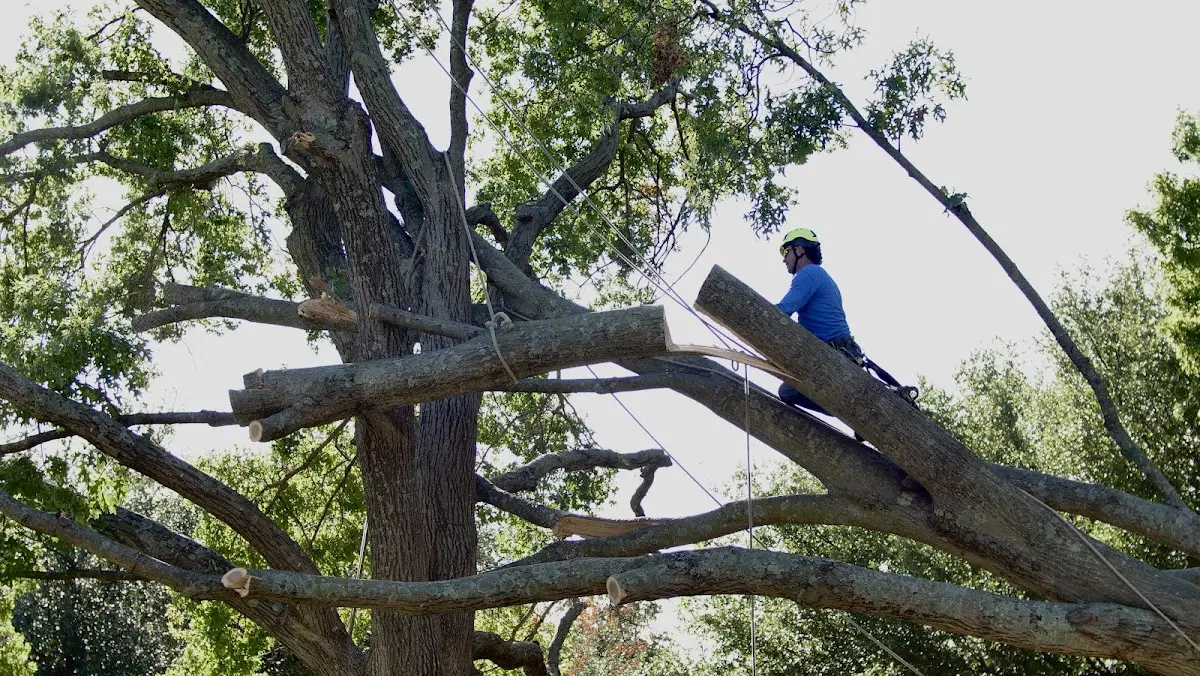 Professional Crown Thinning performed by certified arborists in Buckman